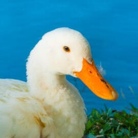 White duck with orange beak. Photographed by Oleksandr P. on Pexels